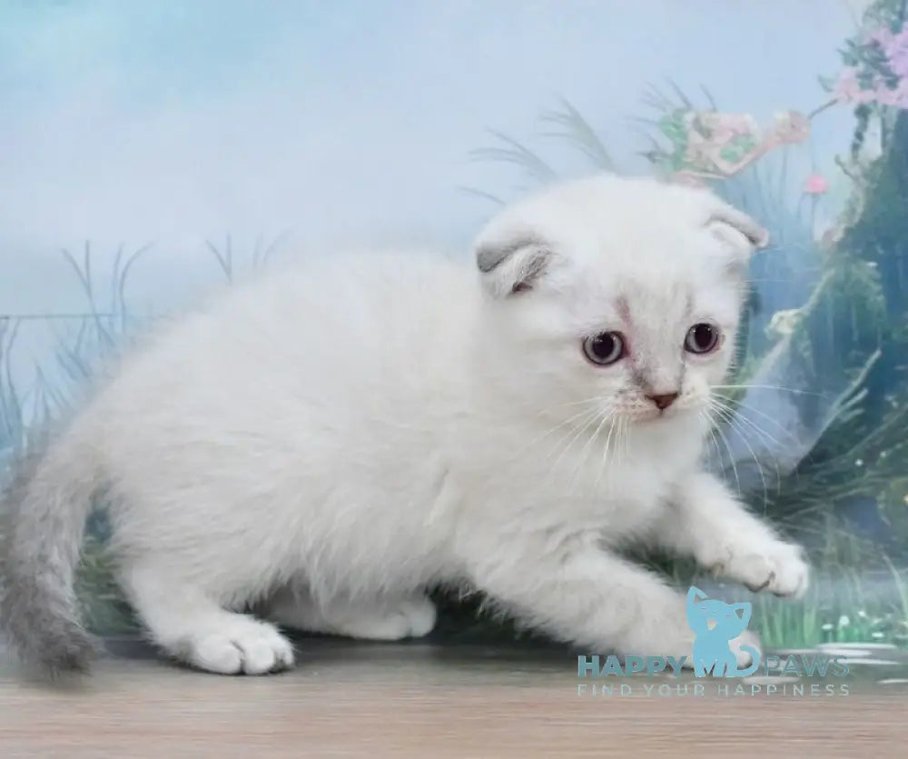 Ivan Scottish Fold male blue tabby pointed live animals