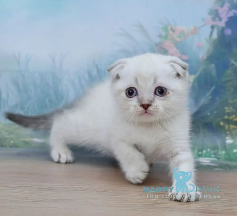 Ivan Scottish Fold male blue tabby pointed live animals