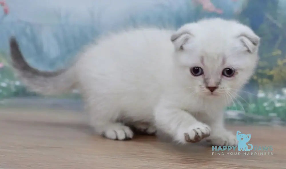 Ivan Scottish Fold male blue tabby pointed live animals