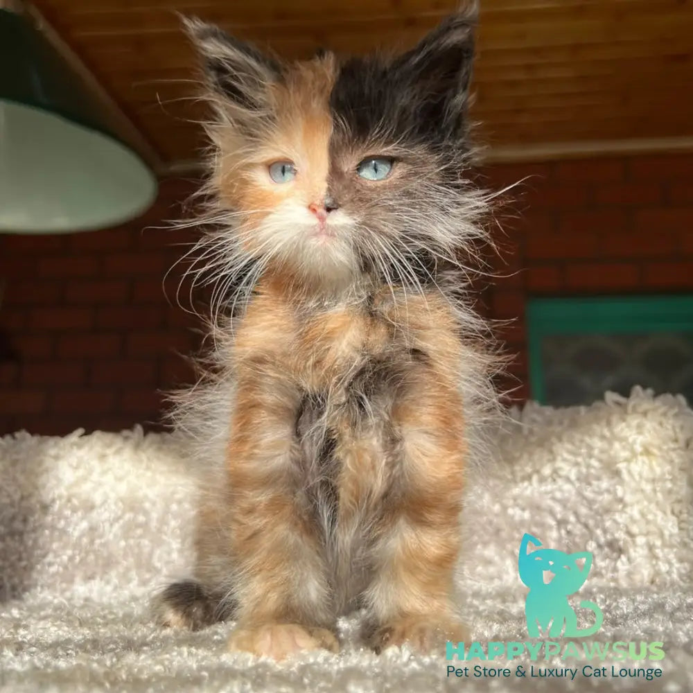 Ivana Maine Coon female black tortie with white - live animals