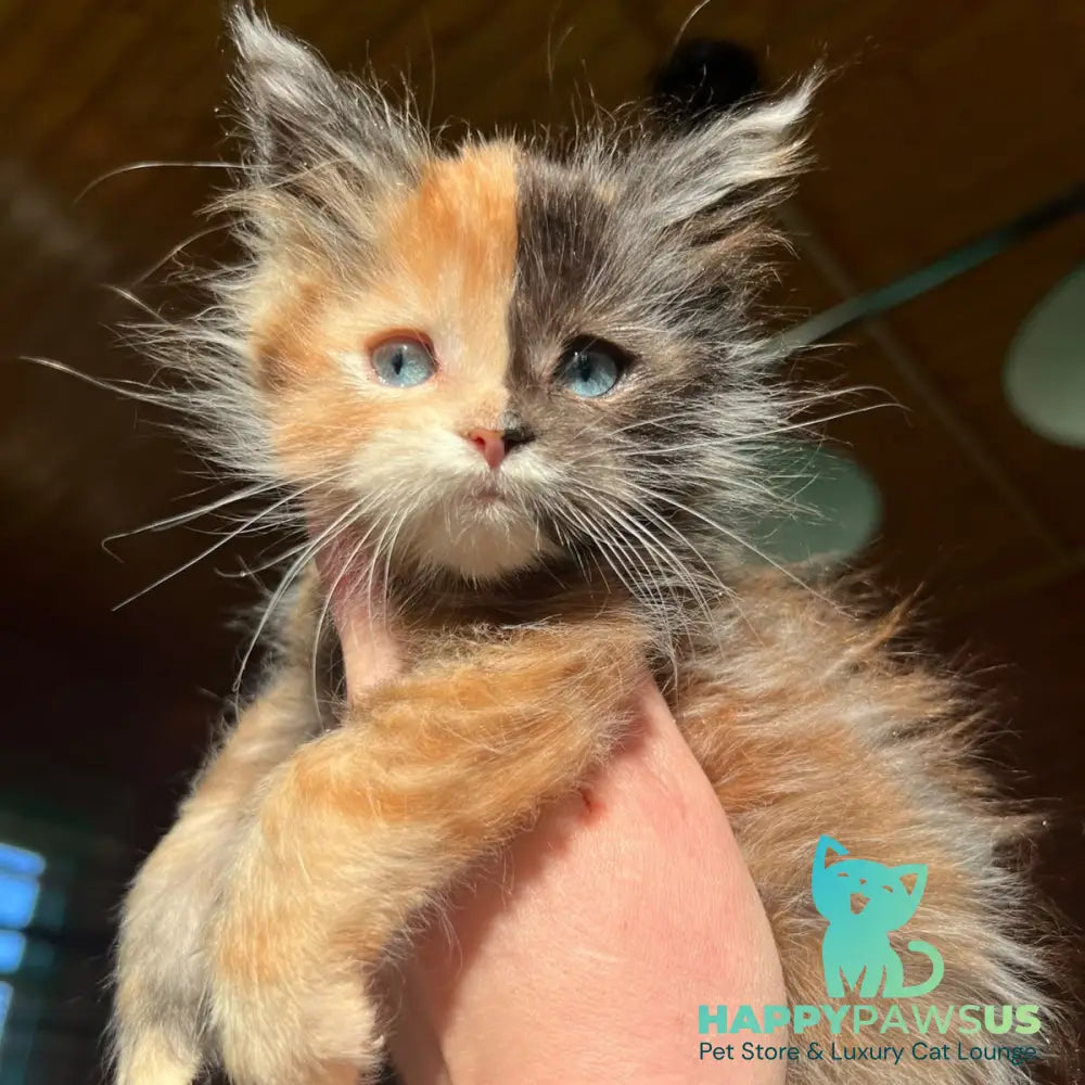 Ivana Maine Coon female black tortie with white - live animals