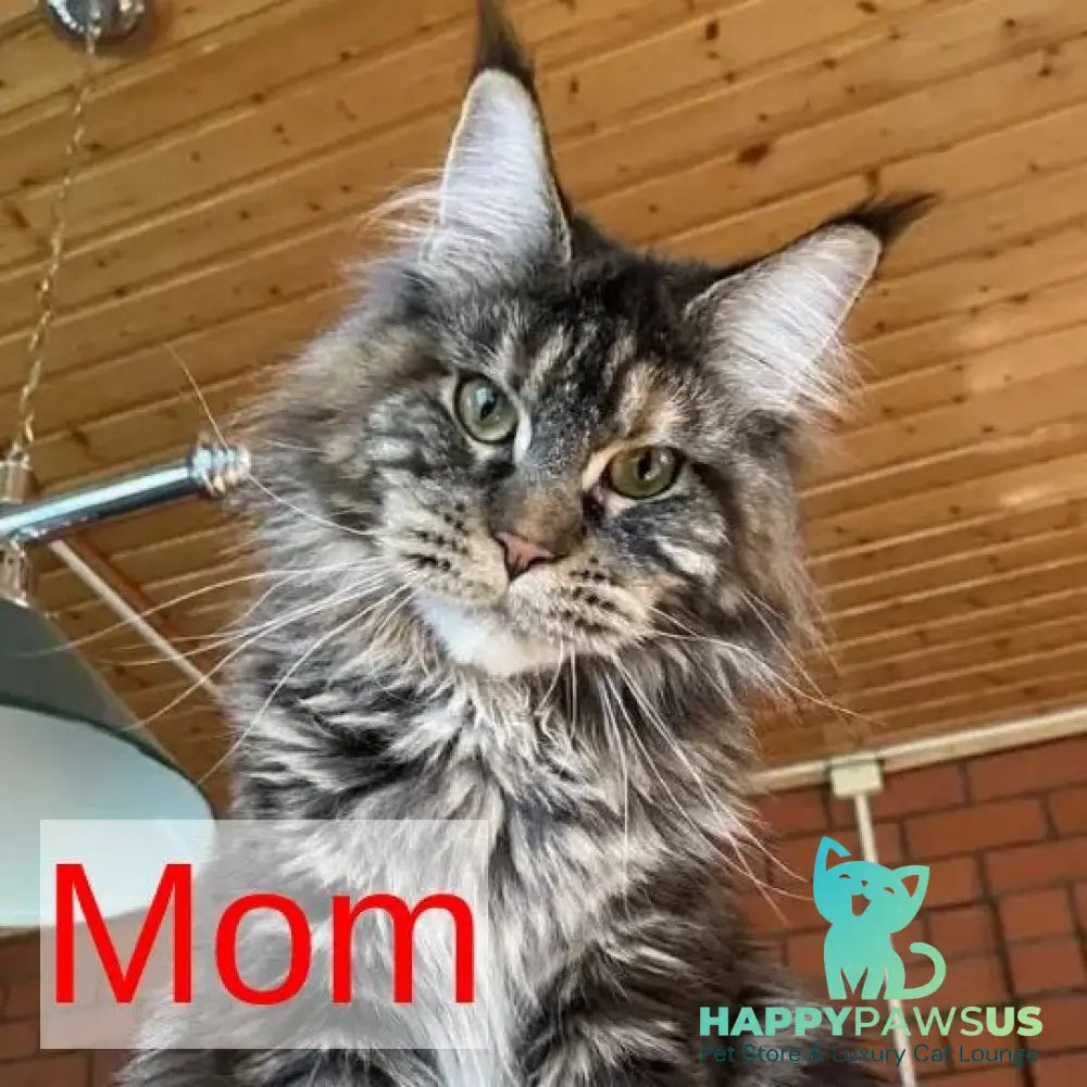 Ivana Maine Coon female black tortie with white - live animals