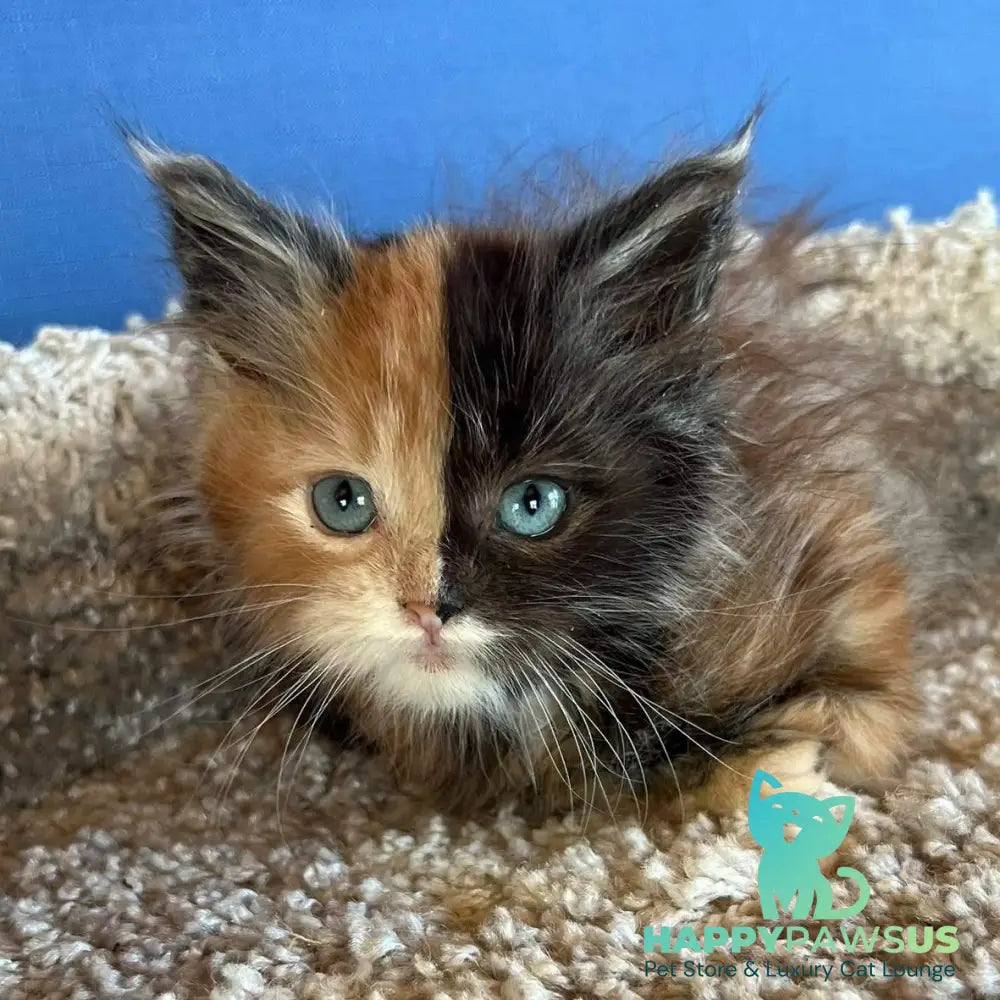 Ivana Maine Coon female black tortie with white - live animals