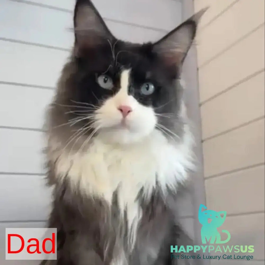 Ivana Maine Coon female black tortie with white - live animals