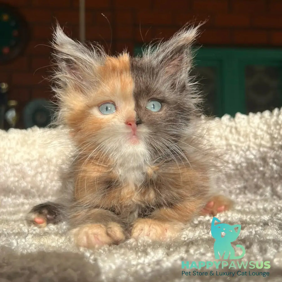 Ivana Maine Coon female black tortie with white - live animals