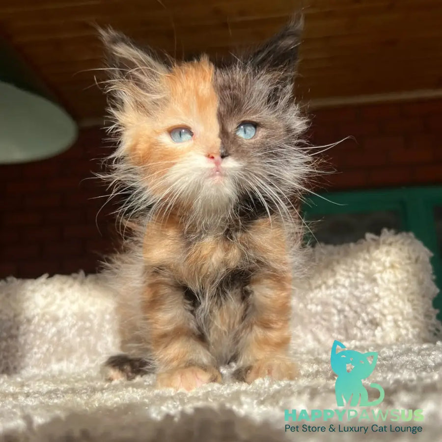 Ivana Maine Coon female black tortie with white - live animals