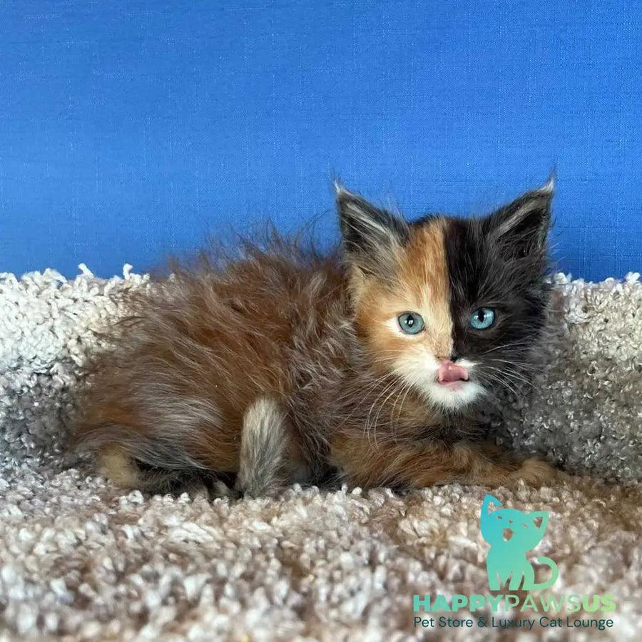 Ivana Maine Coon female black tortie with white - live animals