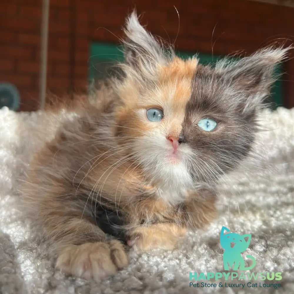 Ivana Maine Coon female black tortie with white - live animals
