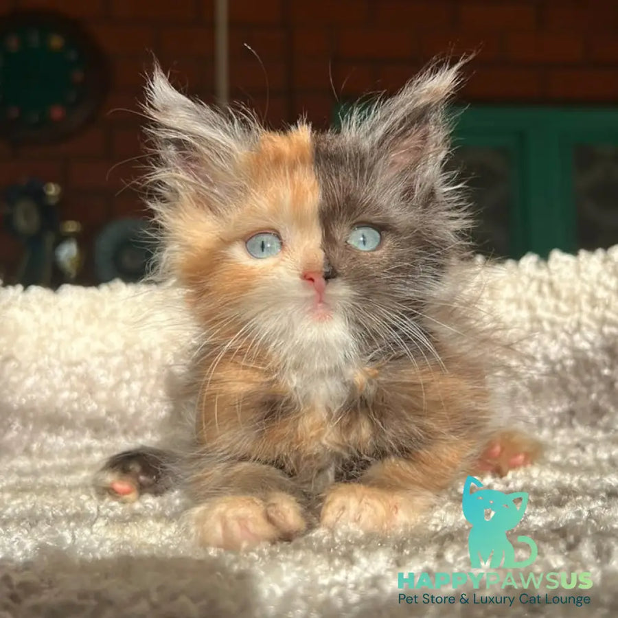 Ivana Maine Coon female black tortie with white - live animals