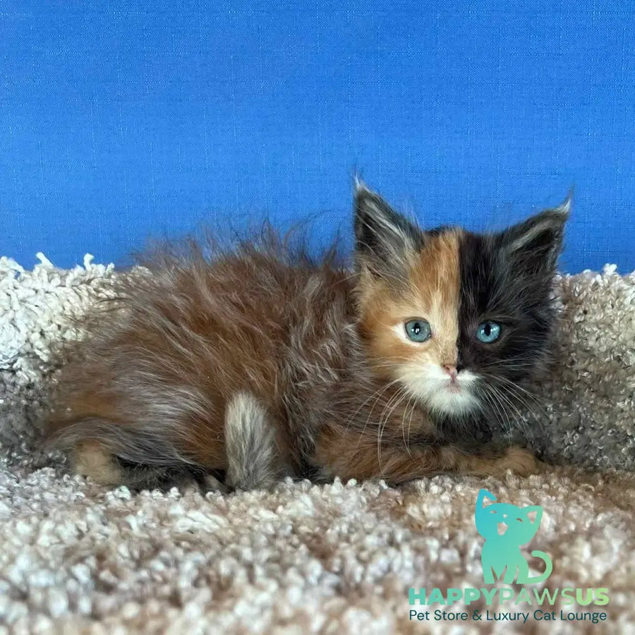 Ivana Maine Coon female black tortie with white - live animals