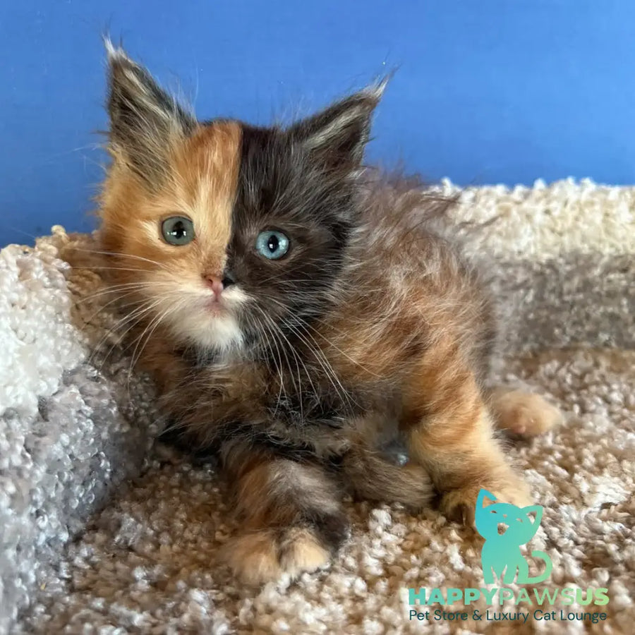 Ivana Maine Coon female black tortie with white - live animals
