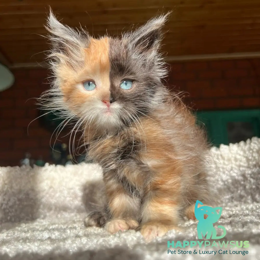 Ivana Maine Coon female black tortie with white - live animals