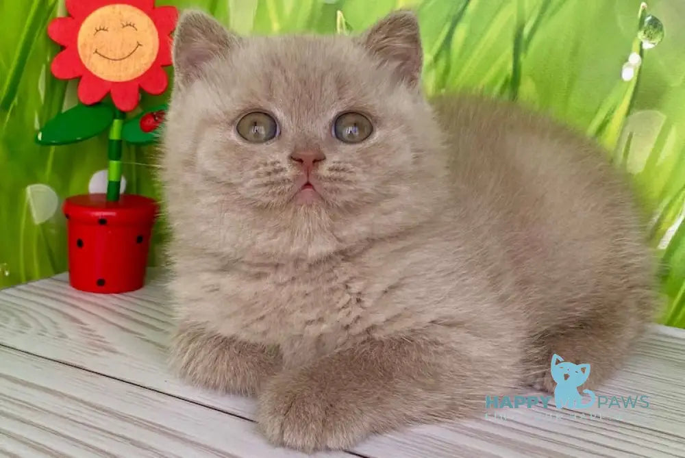 Ivango British Shorthair male lilac live animals