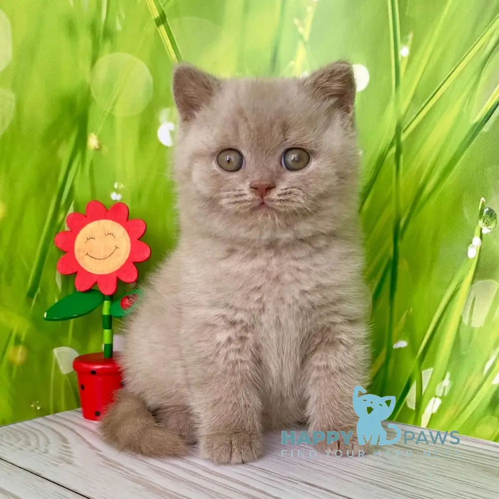 Ivango British Shorthair male lilac live animals