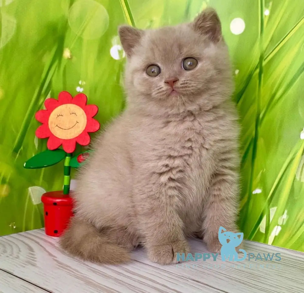 Ivango British Shorthair male lilac live animals