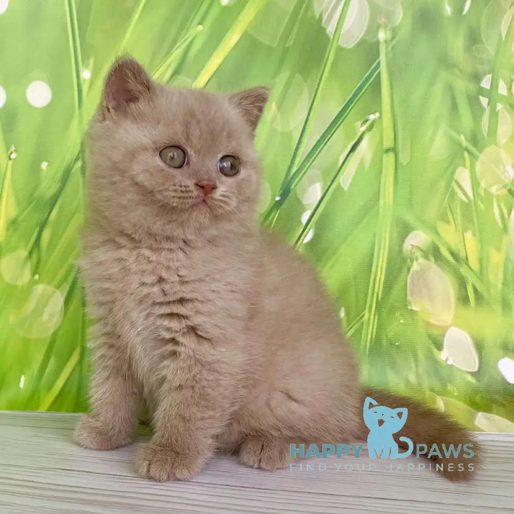 Ivango British Shorthair male lilac live animals