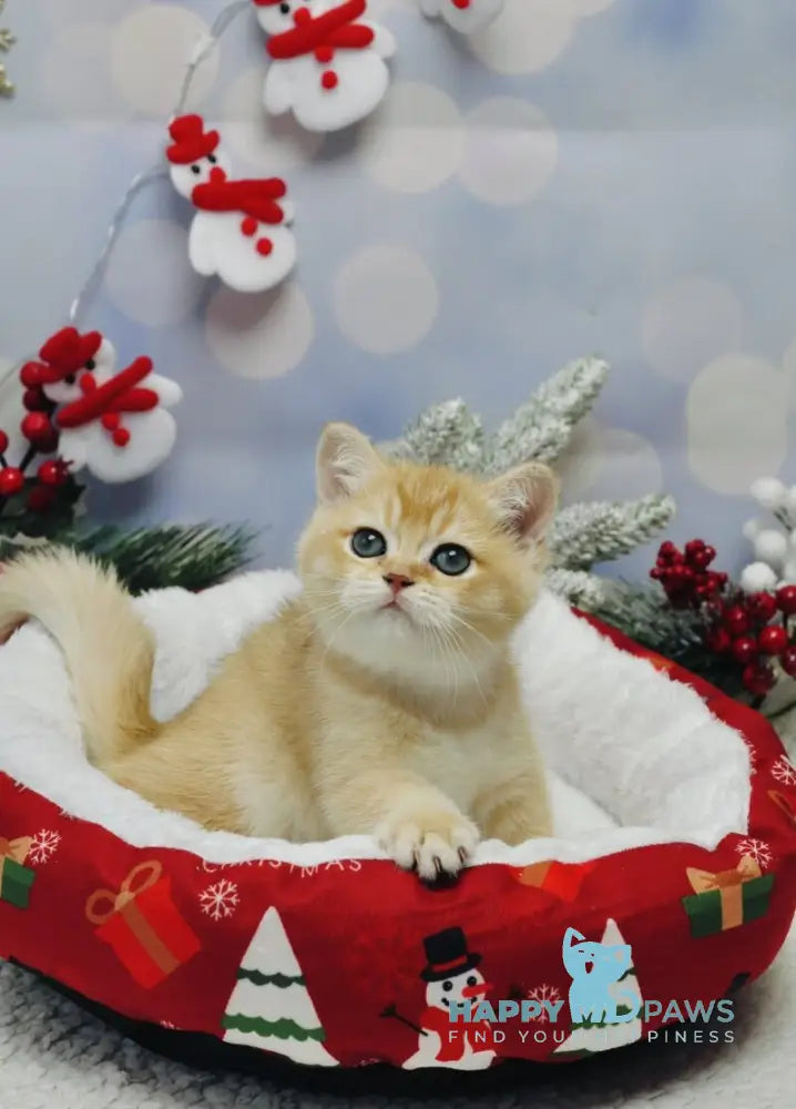 Ivanka British Shorthair female black golden shaded live animals