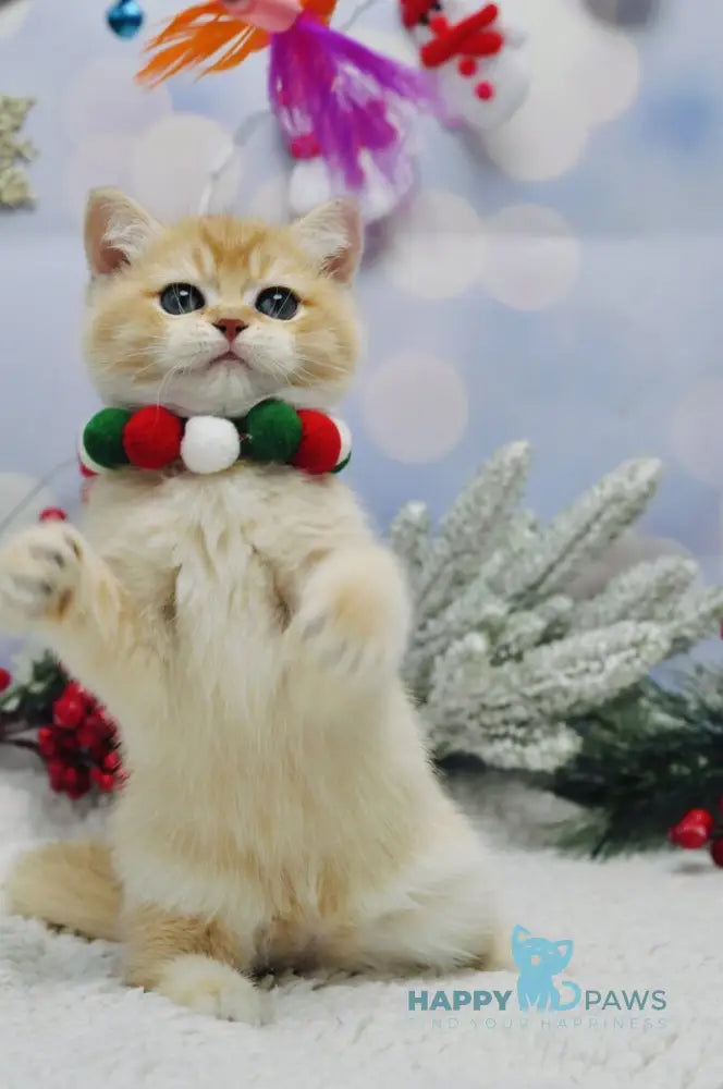 Ivanka British Shorthair female black golden shaded live animals