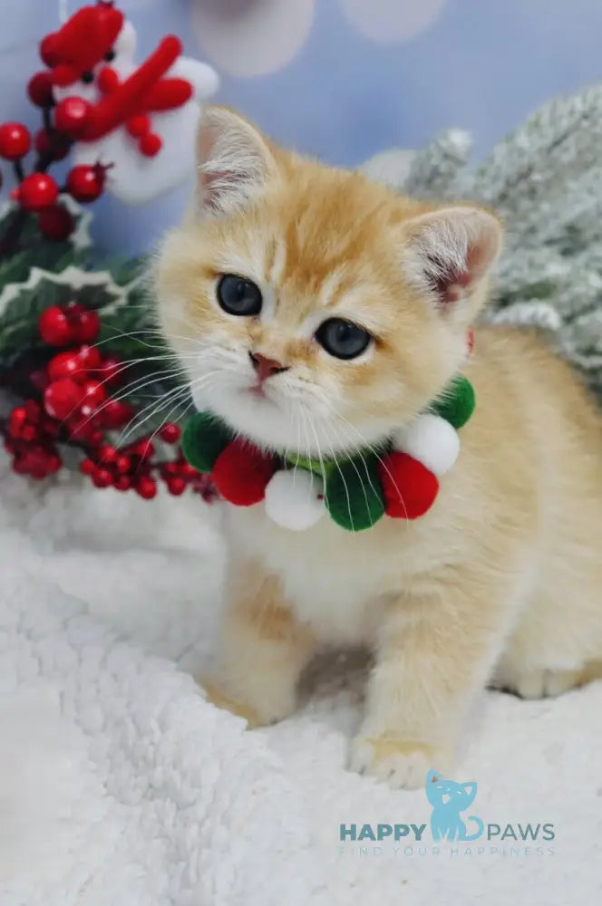 Ivanka British Shorthair female black golden shaded live animals