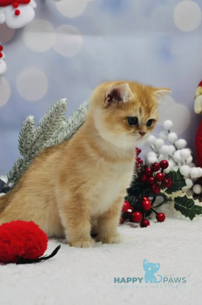 Ivanka British Shorthair female black golden shaded live animals