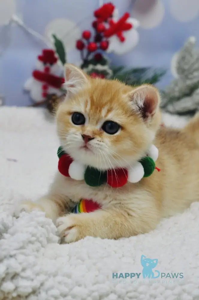 Ivanka British Shorthair female black golden shaded live animals