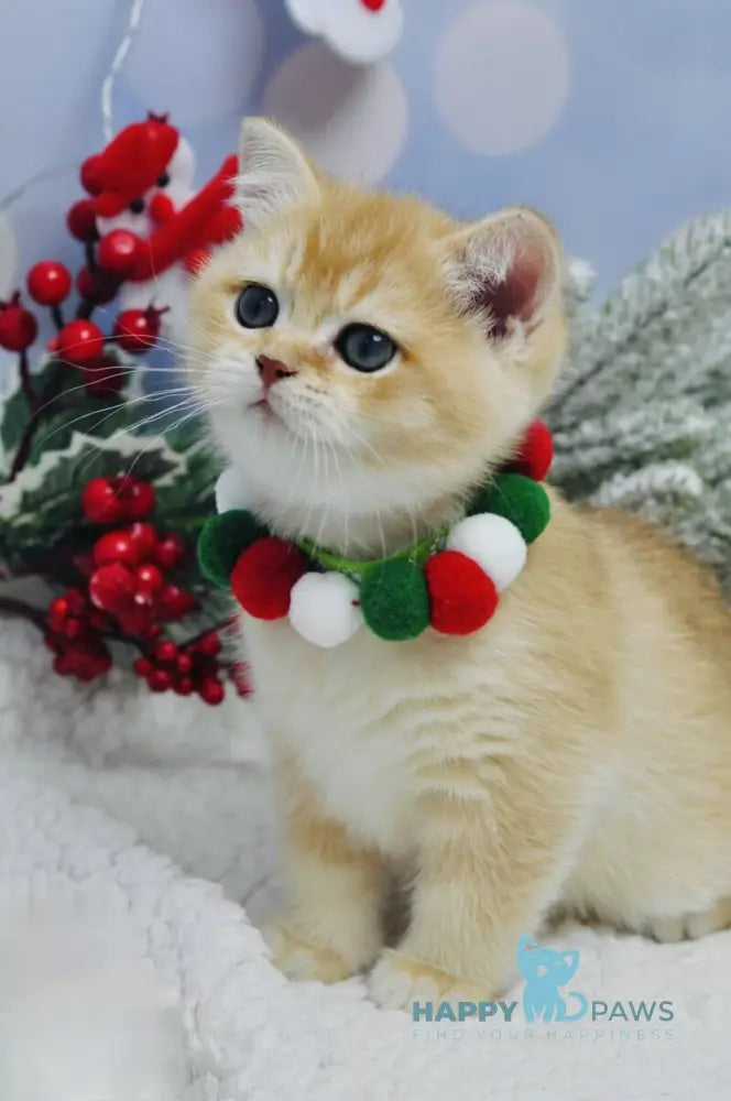 Ivanka British Shorthair female black golden shaded live animals