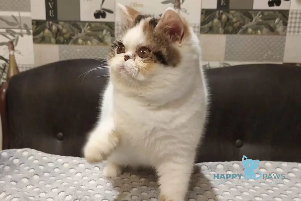 Ivanka Exotic female black tortie tabby bicolour live animals