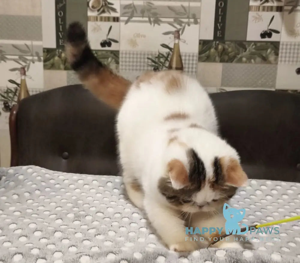 Ivanka Exotic female black tortie tabby bicolour live animals