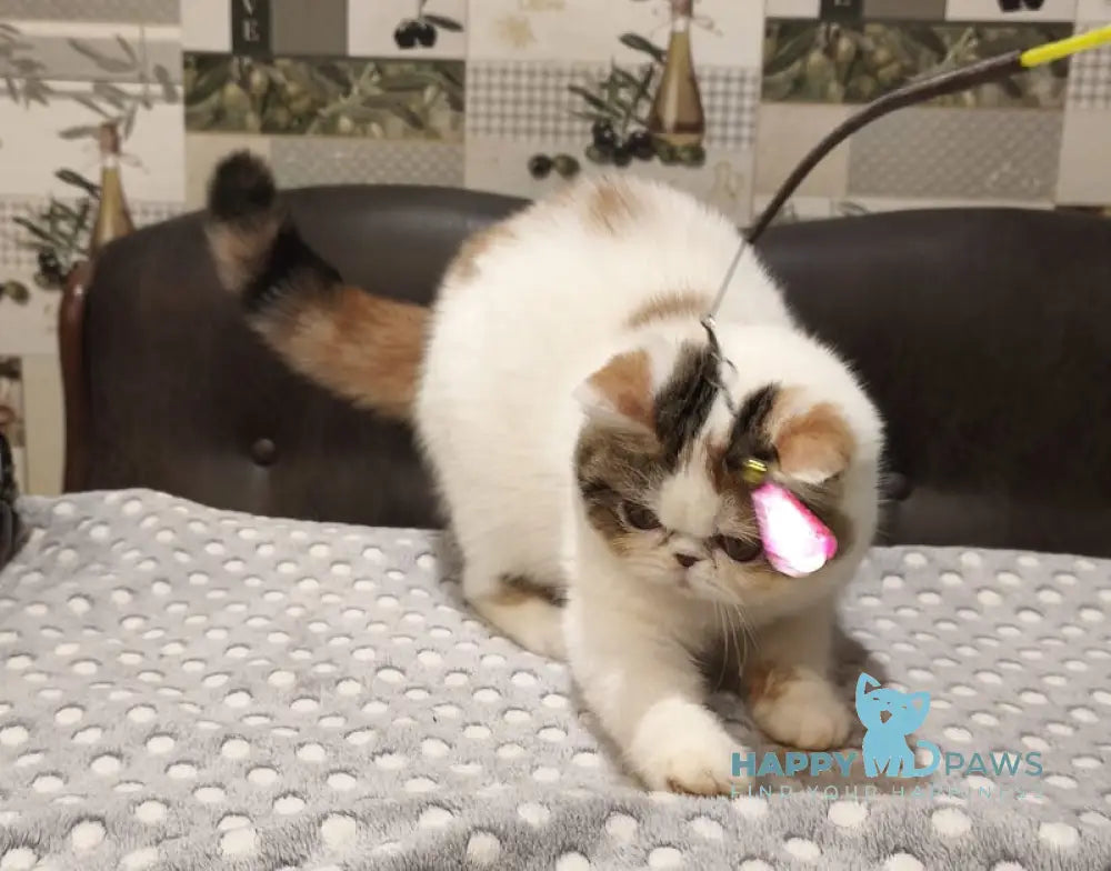 Ivanka Exotic female black tortie tabby bicolour live animals