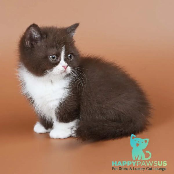 Ivanka Munchkin female chocolate bicolour - live animals
