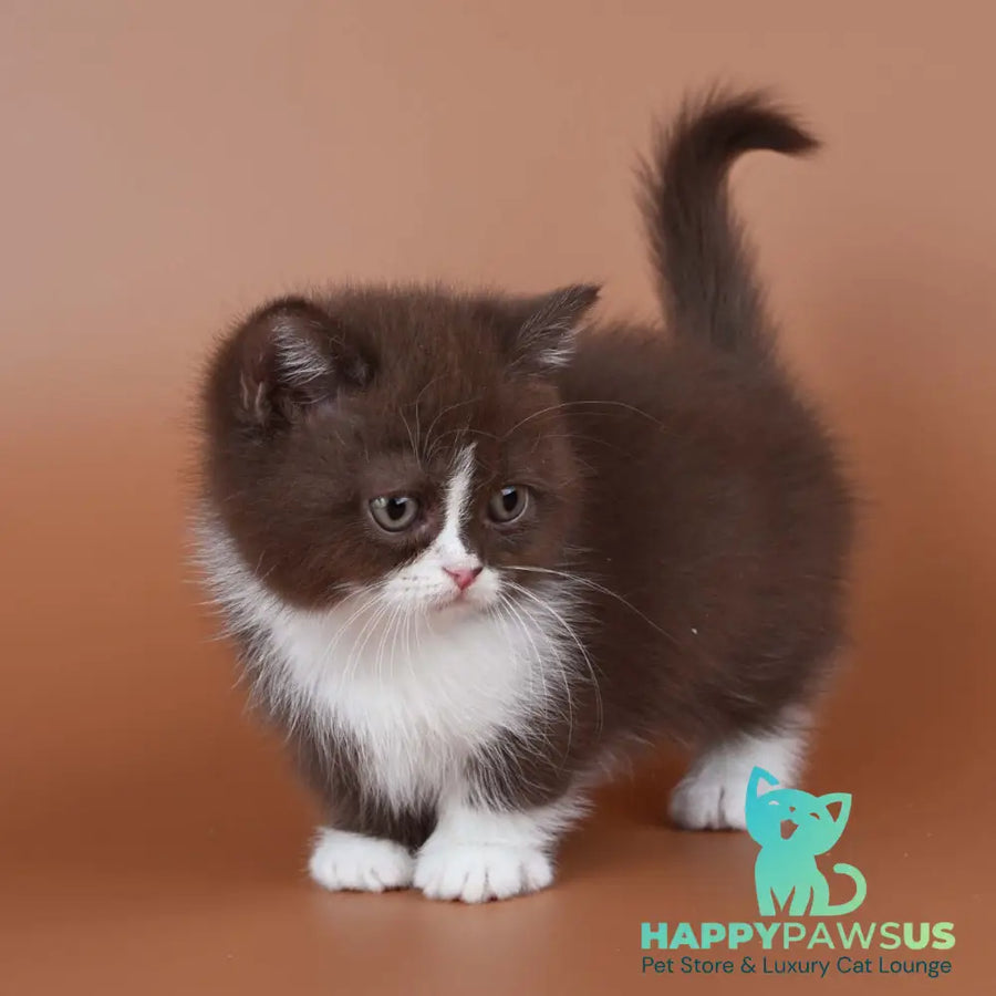 Ivanka Munchkin female chocolate bicolour - live animals