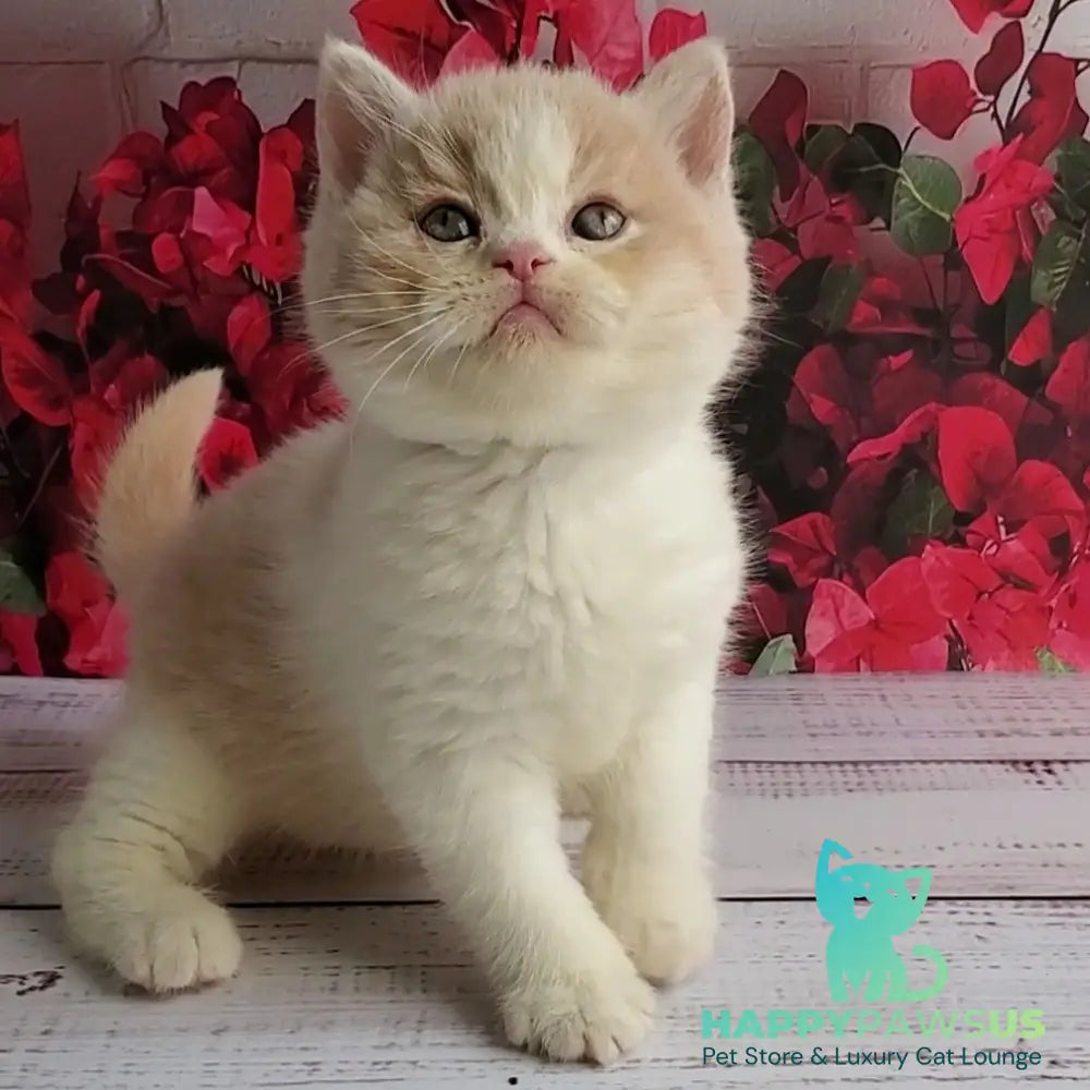 Ivar British Shorthair male fawn bicolour - live animals