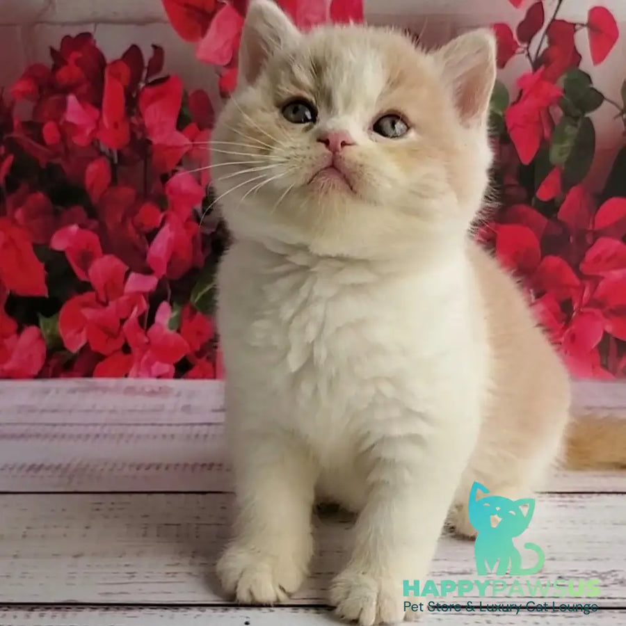Ivar British Shorthair male fawn bicolour - live animals