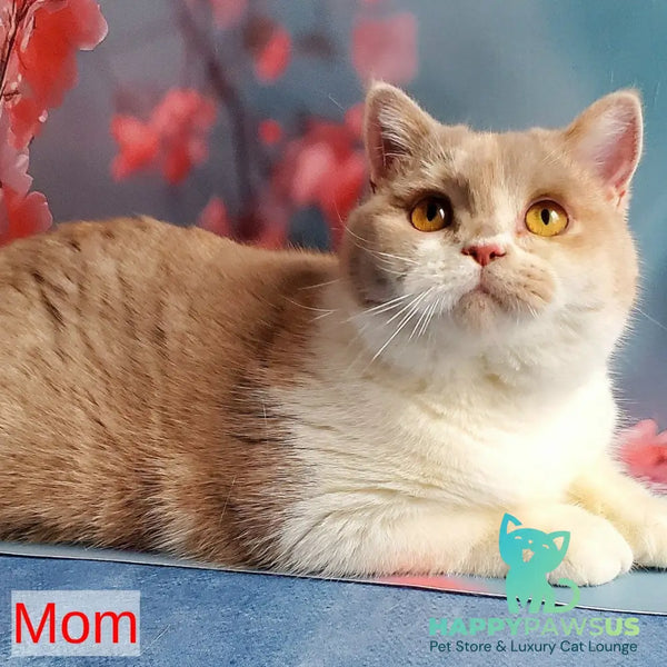 Ivar British Shorthair male fawn bicolour - live animals