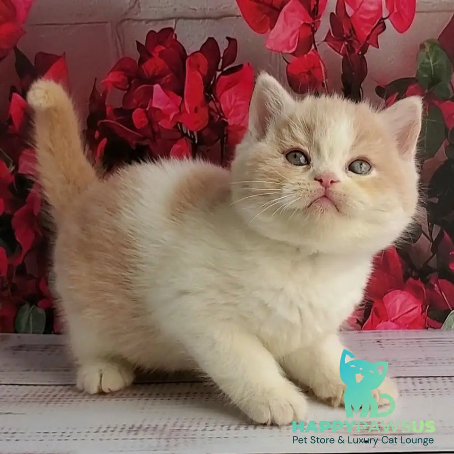 Ivar British Shorthair male fawn bicolour - live animals