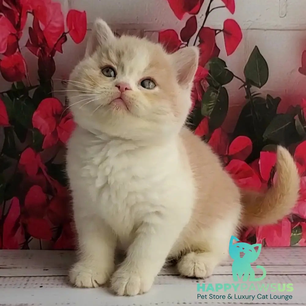 Ivar British Shorthair male fawn bicolour - live animals