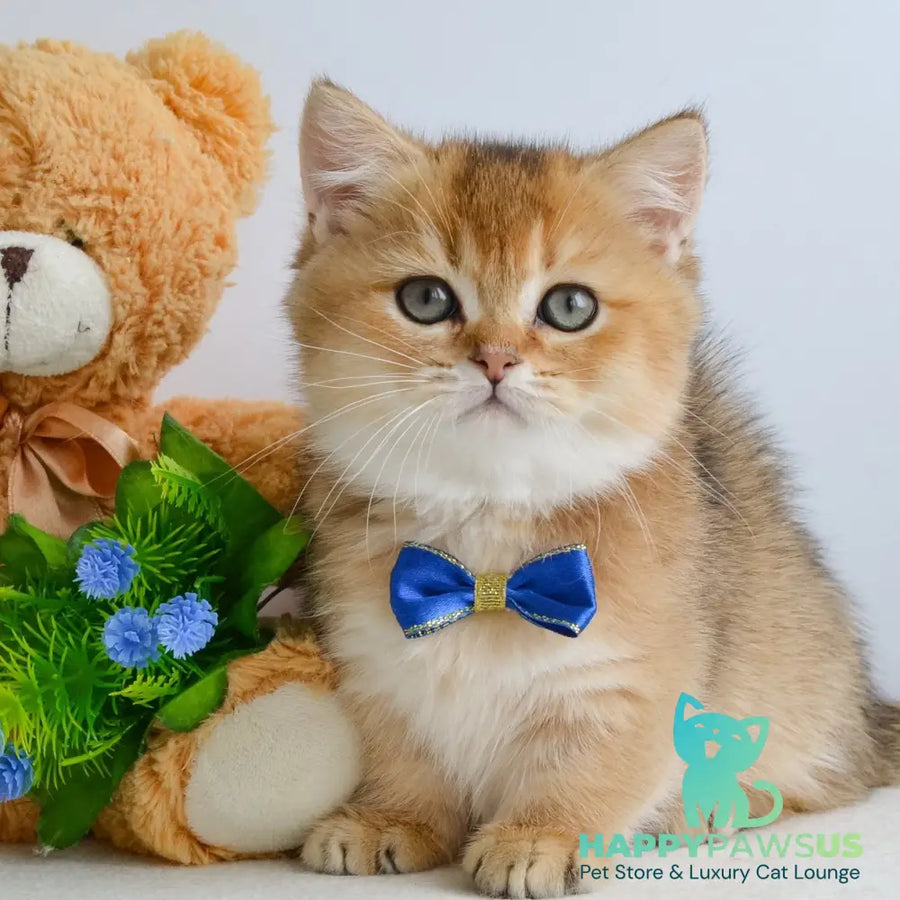 Ivar Munchkin male black golden ticked tabby - live animals