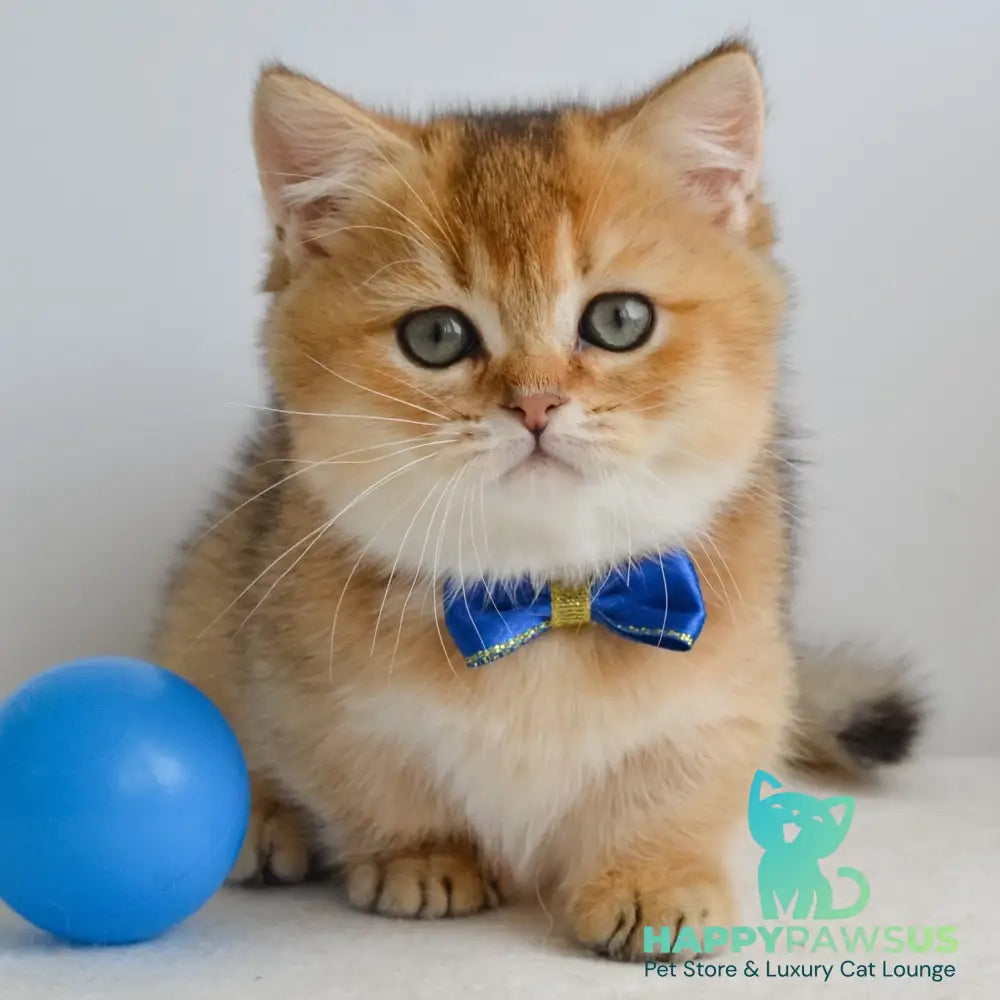Ivar Munchkin male black golden ticked tabby - live animals