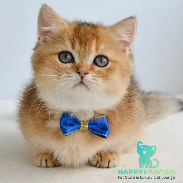 Ivar Munchkin male black golden ticked tabby - live animals