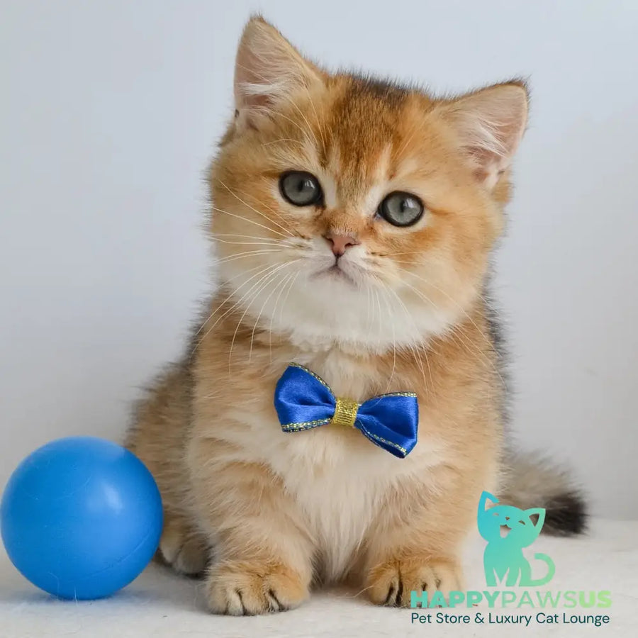 Ivar Munchkin male black golden ticked tabby - live animals