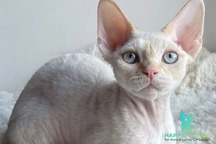 Ivar Sunrise Devon Rex male red tabby pointed - live animals
