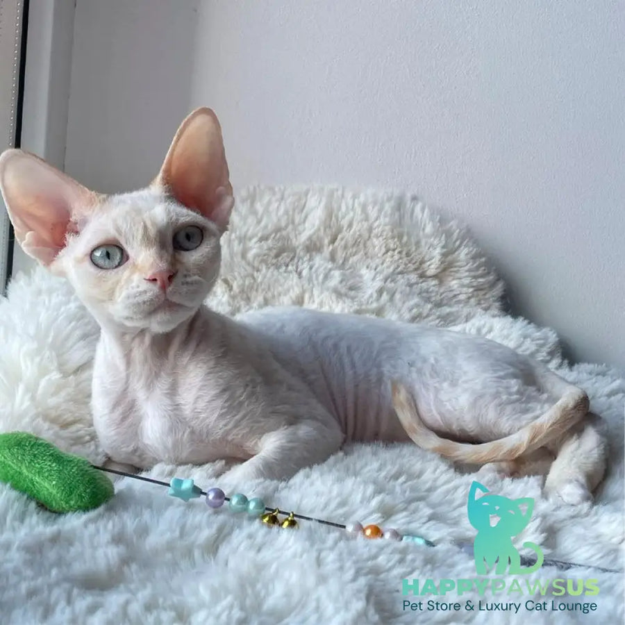 Ivar Sunrise Devon Rex male red tabby pointed - live animals