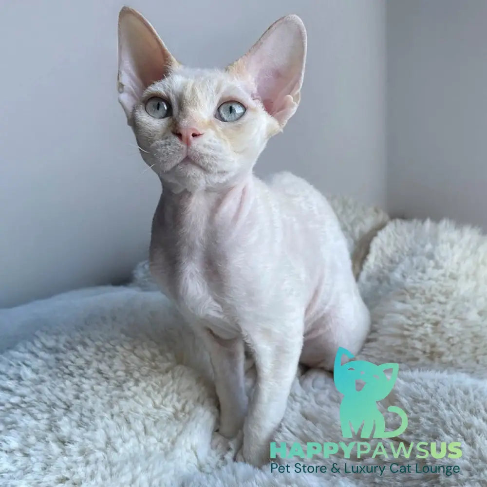 Ivar Sunrise Devon Rex male red tabby pointed - live animals