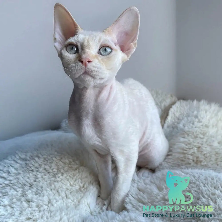 Ivar Sunrise Devon Rex male red tabby pointed - live animals