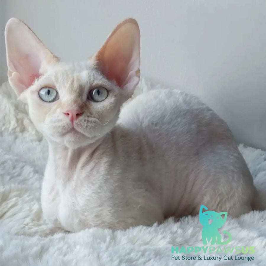 Ivar Sunrise Devon Rex male red tabby pointed - live animals