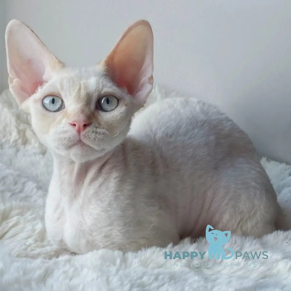 Ivar Sunrise Devon Rex male red tabby pointed - live animals