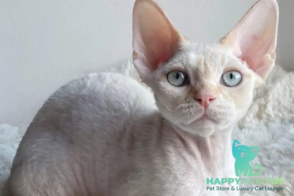 Ivar Sunrise Devon Rex male red tabby pointed - live animals