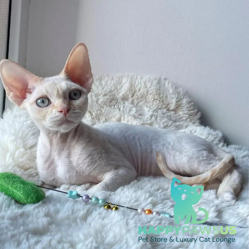 Ivar Sunrise Devon Rex male red tabby pointed - live animals