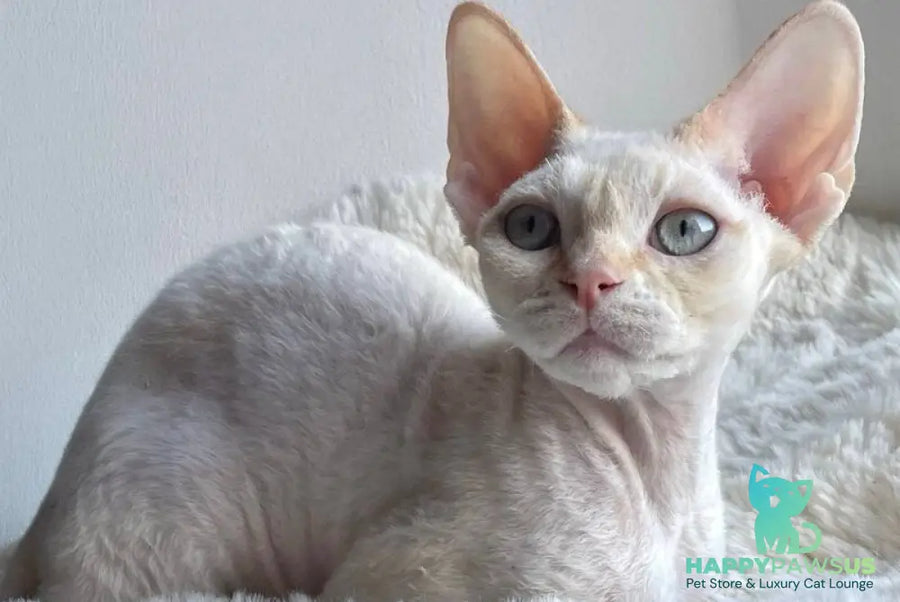 Ivar Sunrise Devon Rex male red tabby pointed - live animals