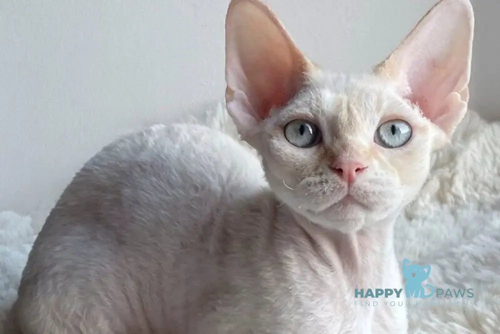 Ivar Sunrise Devon Rex male red tabby pointed - live animals